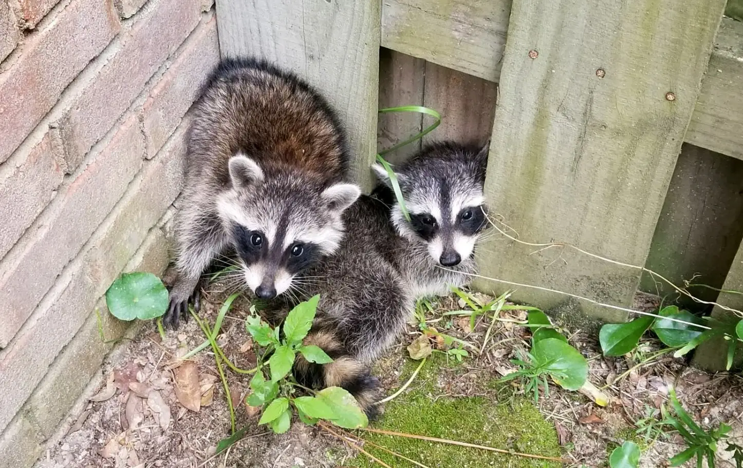 Raccoon Feces And Urine Removal