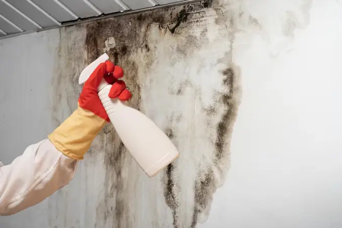 Mold Clearance Techniques